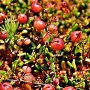 Small Cranberry (Vaccinium Oxycoccos)