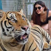 Play With a Tiger