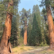 General Sherman Tree Trail, Sequoia National Park
