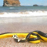 Yellow Bellied Sea Snake
