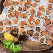 Desert Truffle (Terfeziaceae)
