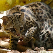 Southern Tiger Cat