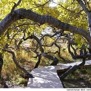The Crooked Bush, Saskatchewan