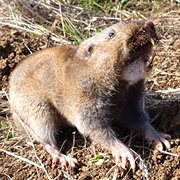 Idaho Pocket Gopher