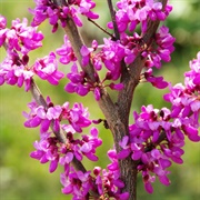 Judas Tree (Cercis Siliquastrum)