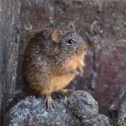 Tawny-Bellied Cotton Rat