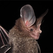Big-Eared Woolly Bat