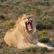 Cape Lion