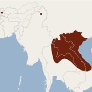 Cadorna's Pipistrelle
