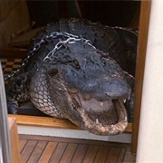 Elvis ("Miami Vice")