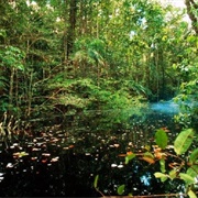 Parque Nacional Do Jaú