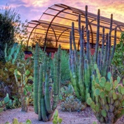 Desert Botanical Garden - Phoenix