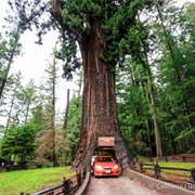 Chandelier Tree, Leggett
