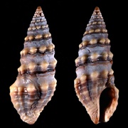 Atlantic Necklace Turrid