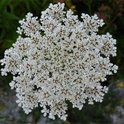 Queen Anne's Lace