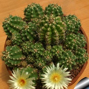 Thelocactus Leucacanthus