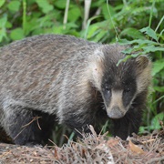 Japanese Badger