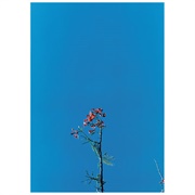 Joanna Newsom & the Ys Street Band E.P. (Joanna Newsom, 2007)