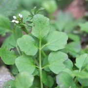 Hairy Bittercress (Cardamine Hirsuta)