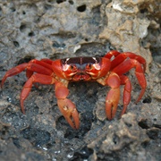 Red Crab