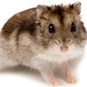 Dwarf Hamster