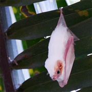 Northern Ghost Bat