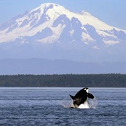 Puget Sound, Washington, USA