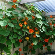 Nasturtium