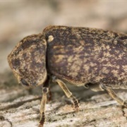 Deathwatch Beetle