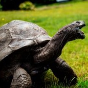 The Oldest Animal in the World Jonathon 190