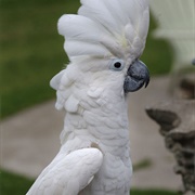 Umbrella Cockatoo