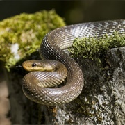 Aesculapian Snake