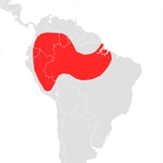 Fischer's Little Fruit Bat