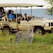 Been on an African Safari