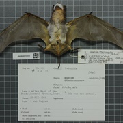 Angolan Free-Tailed Bat