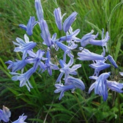 Largeflower Triteleia (Triteleia Grandiflora)