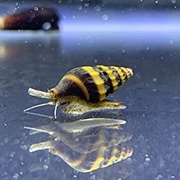 Assassin Snail