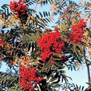 Rowan (Sorbus Aucuparia)