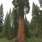 Methuselah (Sequoia Tree)