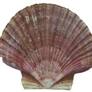 Ravenel Scallop