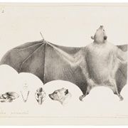 Tailless Fruit Bat