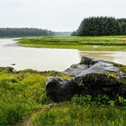 Bartlett River Trail, Glacier Bay NP