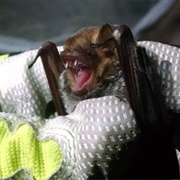 Seminole Bat