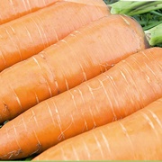 Colmar Giant Carrots
