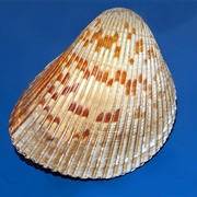 Giant Atlantic Cockle