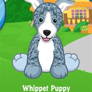 Whippet Puppy