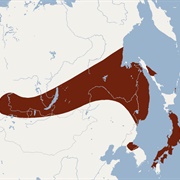 Hilgendorf's Tube-Nosed Bat