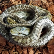 Japanese Rat Snake