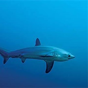 Thresher Shark