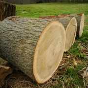 Oak Log